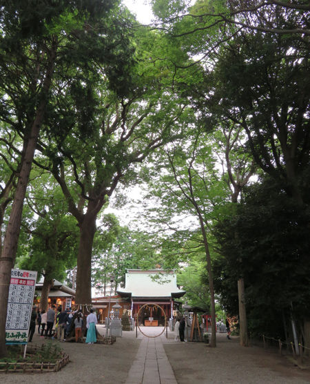 星川杉山神社・夏越2