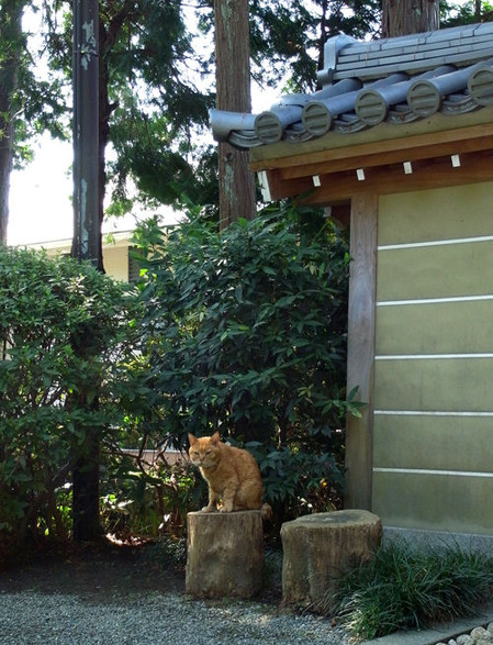 浄妙寺・猫