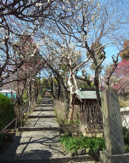 妙覚寺3