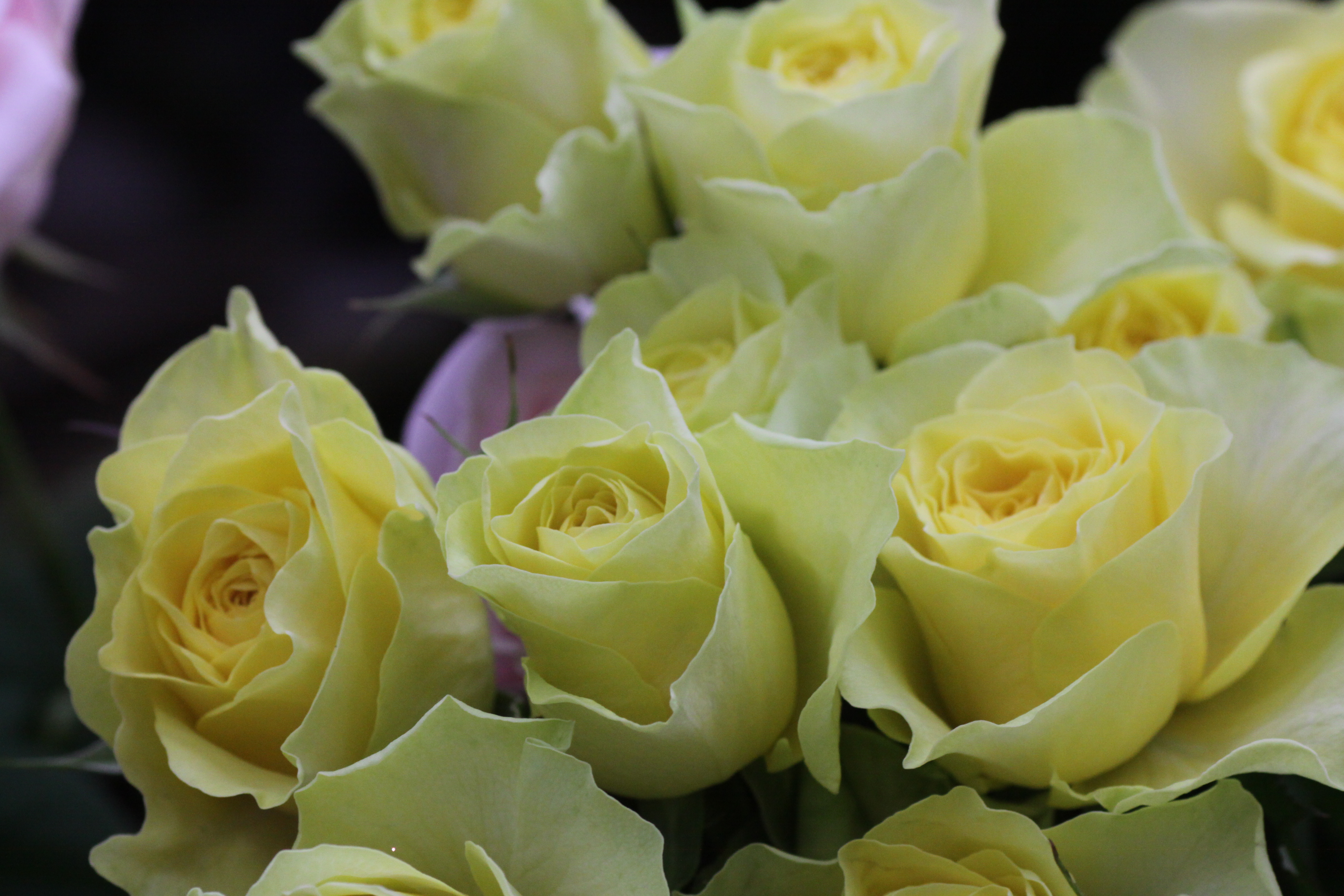 黄色のバラ イリオス さくら花店 旬彩爽海 星の川別荘
