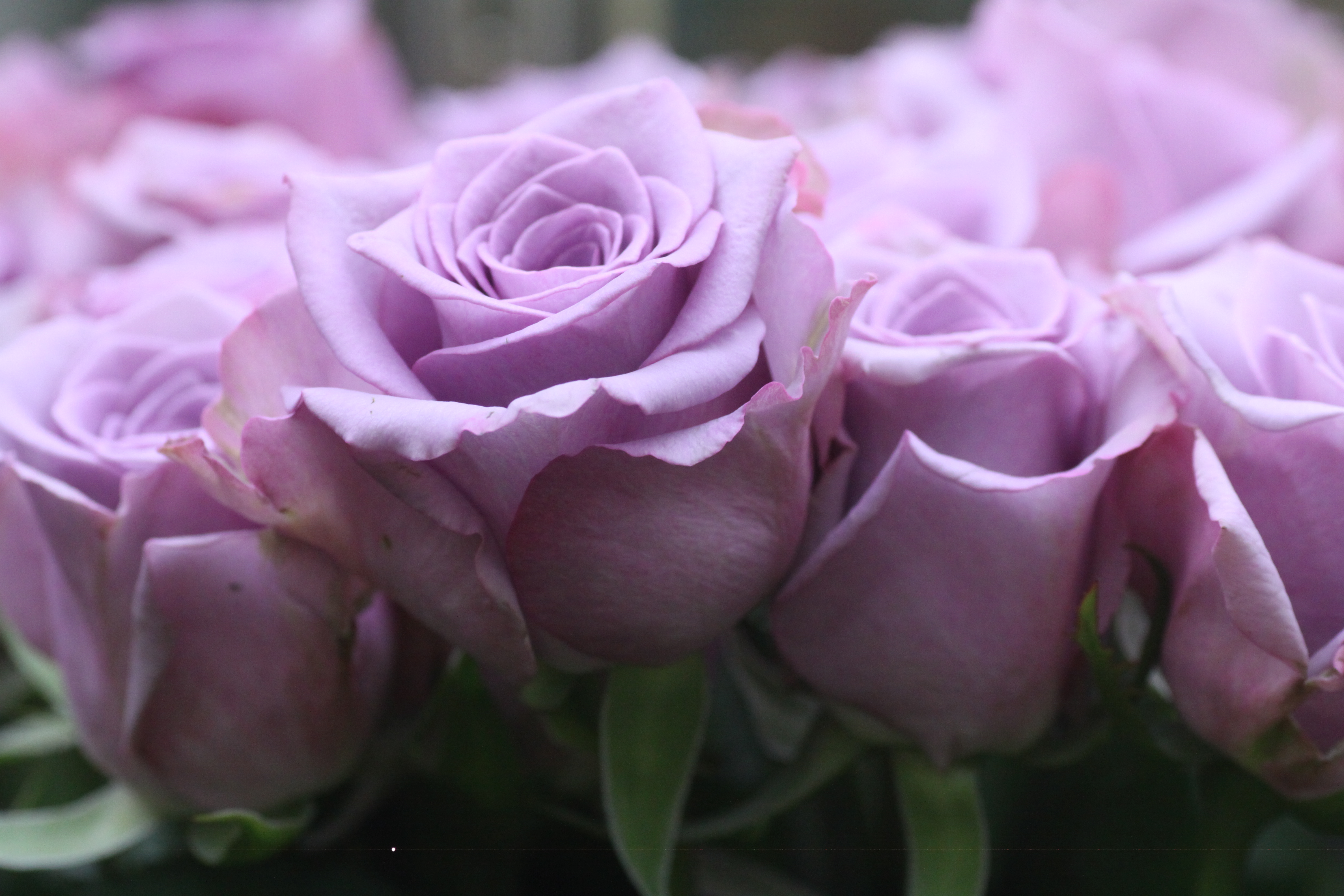 あなたに 紫の薔薇 アヴァンギャルド 旬彩爽海 星の川別荘