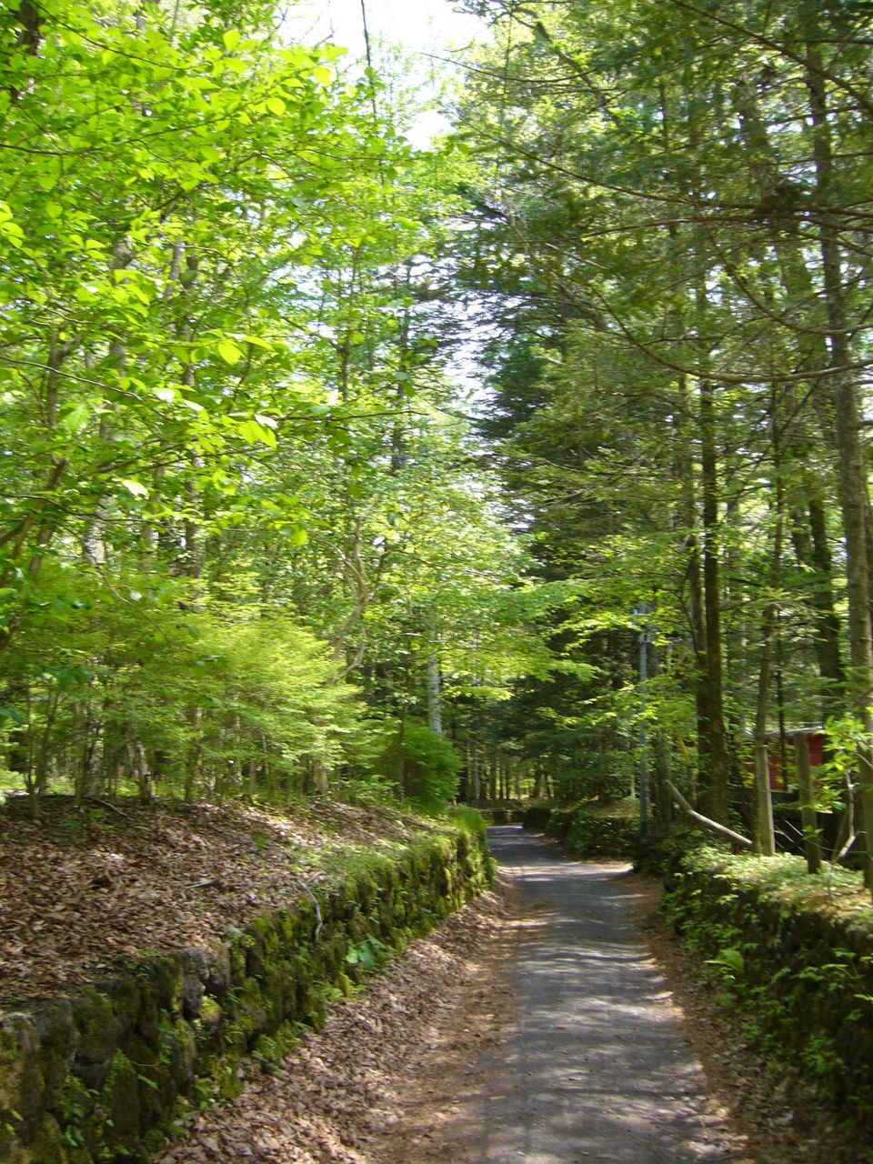 新緑の軽井沢 Candlelight