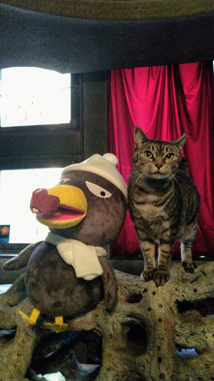 カラス きょえちゃんもマスク ラルク 町のギャング猫黒 Candlecontactのblog カラス きょえちゃんもマスク ラルク 町のギャング猫黒 Candlecontactのblog