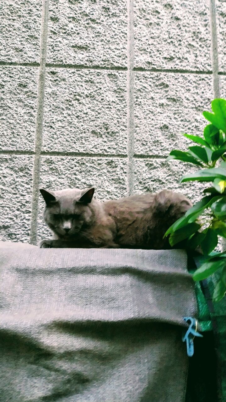 新宿四谷 陶器猫 幸せ 猫ストリート 感性の切り取り Candlecontactのblog 新宿四谷 陶器猫 幸せ 猫ストリート 感性の切り取り Candlecontactのblog
