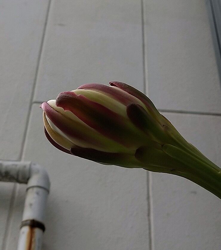 咲いたあとの サボテンの花の適応能力 グリンアーティスト Candlecontactのblog 咲いたあとの サボテンの花の適応能力 グリンアーティスト Candlecontactのblog