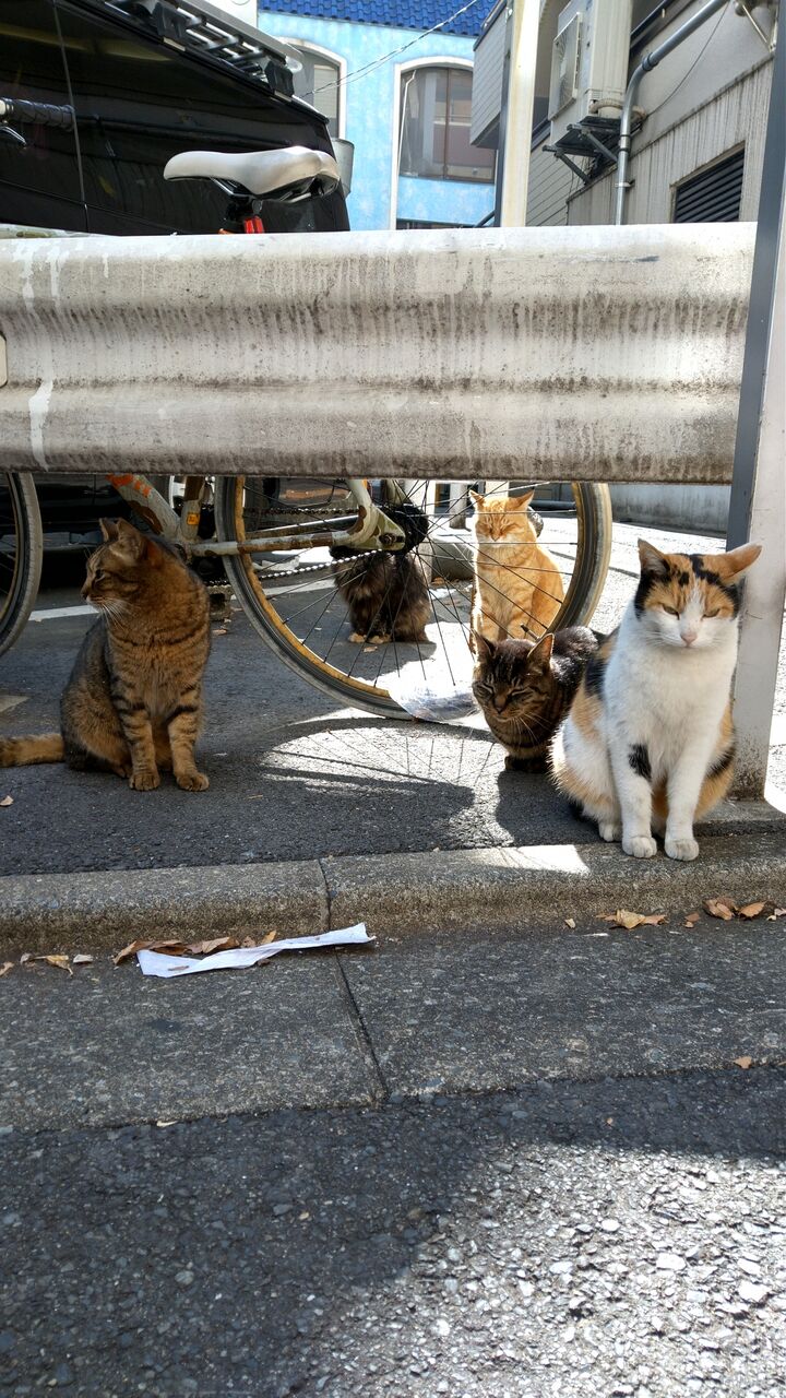 新宿猫 至福の日向ぼっこ 猫好きオーラはオレンジ色 Candlecontactのblog 新宿猫 至福の日向ぼっこ 猫好きオーラはオレンジ色 Candlecontactのblog