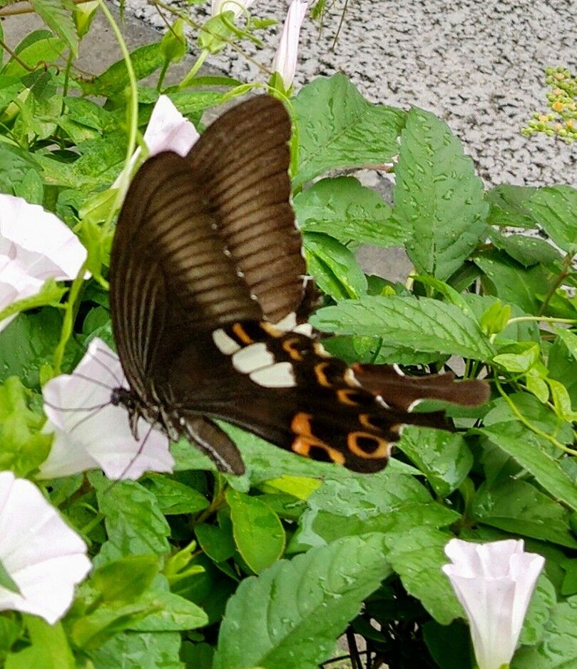 根っ子のマリア様 グレープフルーツの 木に現れたマリア様 Candlecontactのblog