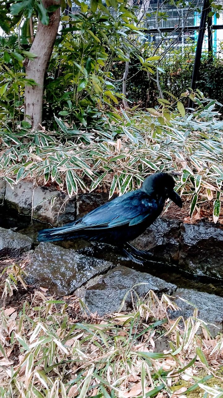 カラスの行水 カラスの濡れば色 玉川ターちゃん Candlecontactのblog