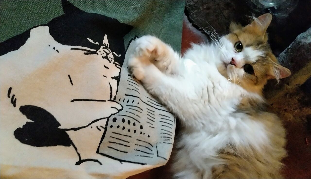 逞しく生きる 新宿猫 新宿1のイケメン猫s 野次馬 野次猫 Candlecontactのblog 逞しく生きる 新宿猫 新宿1のイケメン猫s 野次馬 野次猫 Candlecontactのblog