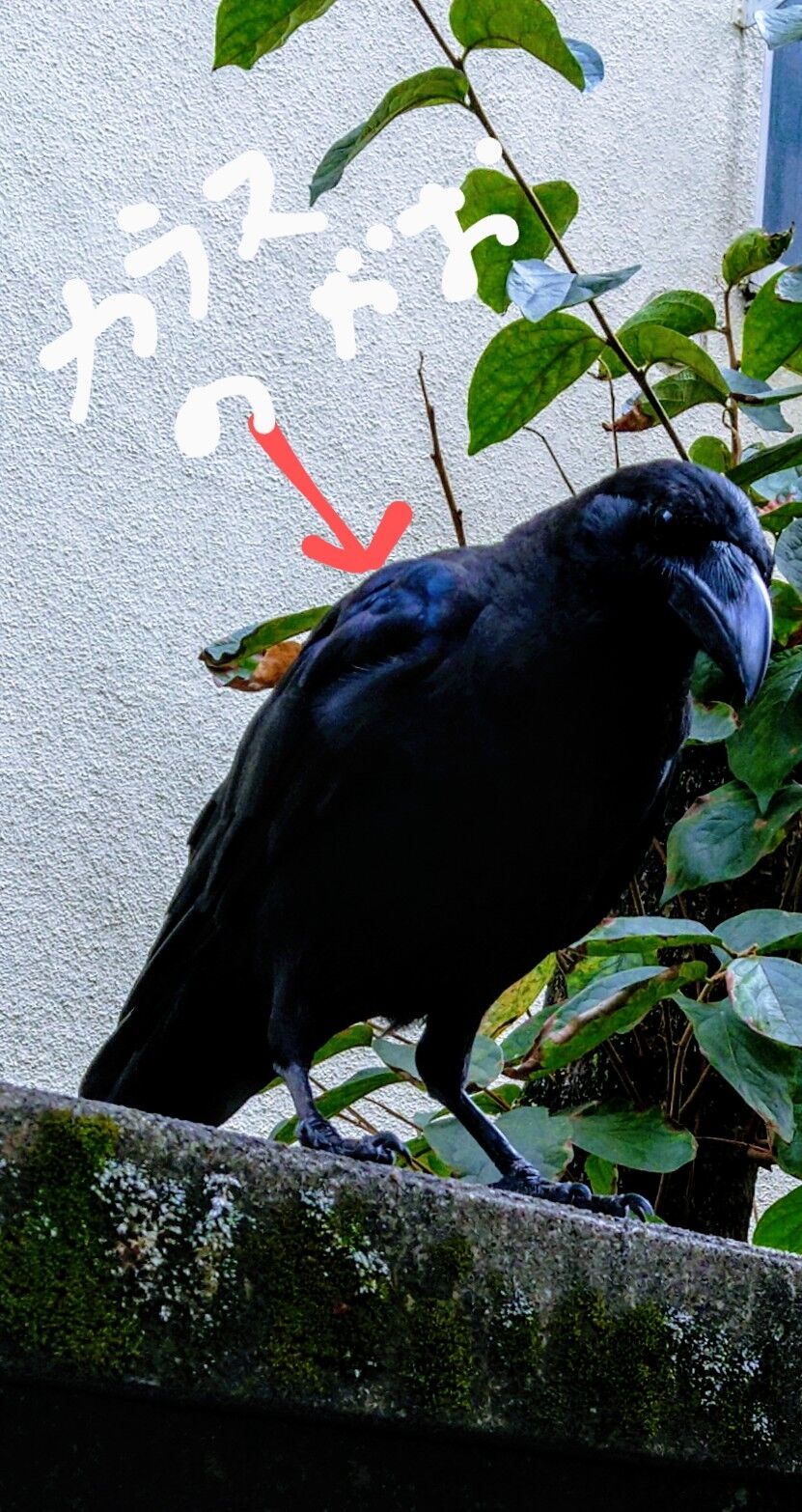 カラスの 心霊写真 カラスのモーリーの背中に カラスの顔 Candlecontactのblog