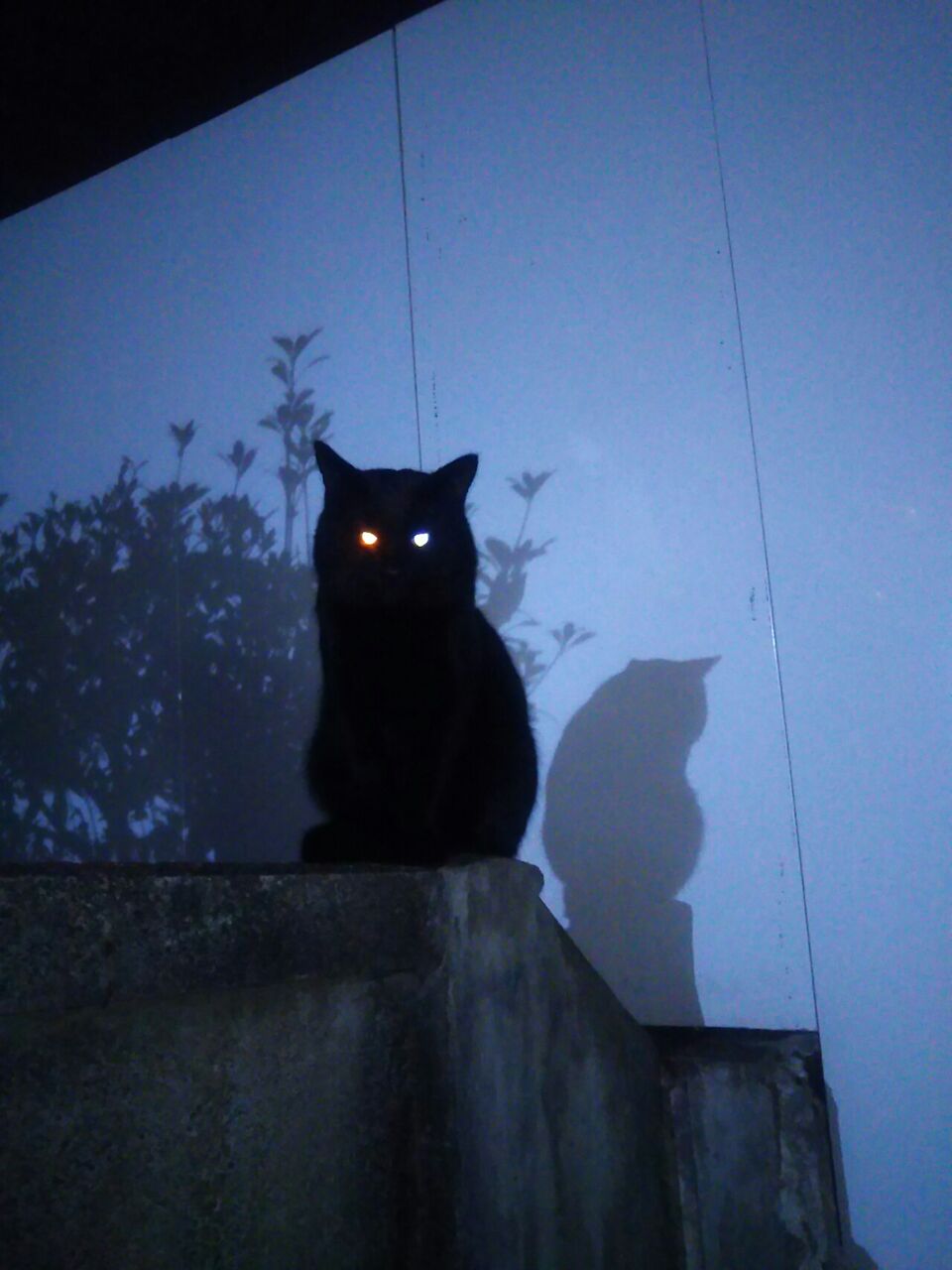 烏猫 黒猫オッドアイ カラスの黒い瞳 Candlecontactのblog