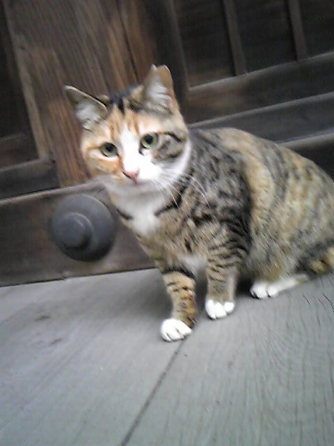 ガルシアの新宿野良猫糞闘記 100匹目の猫 甘え猫日和 Candlecontactのblog