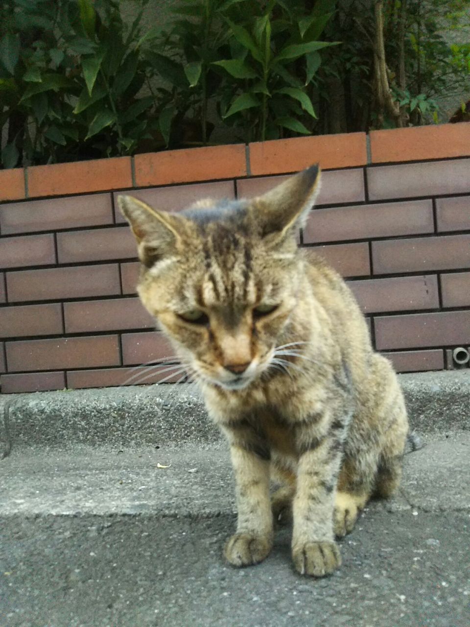 抜け弁天の長老猫 ゴールデンカムイのモデル 稲妻小僧 Candlecontactのblog 抜け弁天の長老猫 ゴールデンカムイのモデル 稲妻小僧 Candlecontactのblog