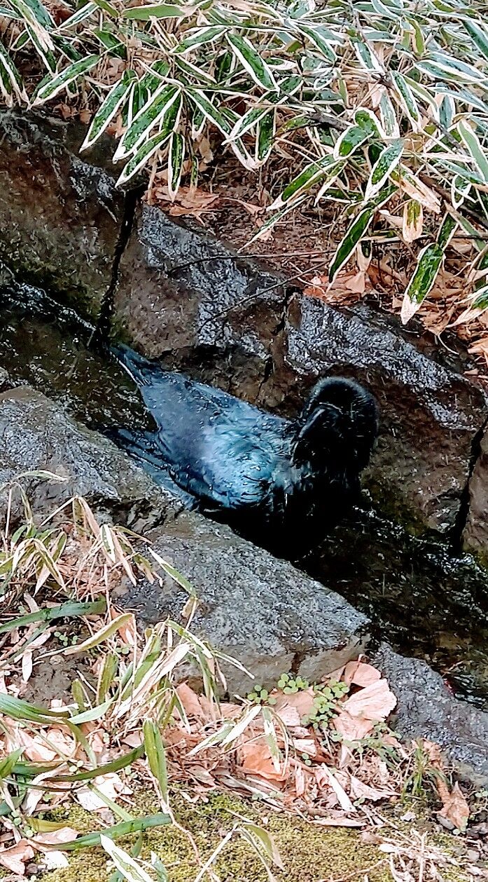 カラスの行水 カラスの濡れば色 玉川ターちゃん Candlecontactのblog