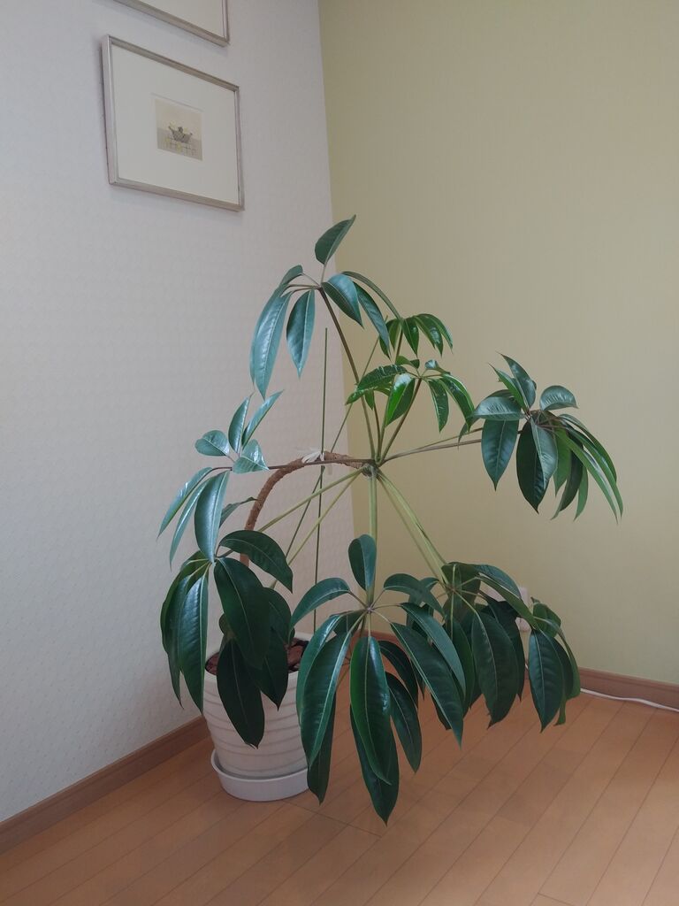 観葉植物と花言葉 その2 感動の日々 スタッフブログ 観葉植物と花言葉 その2 感動の日々 スタッフブログ