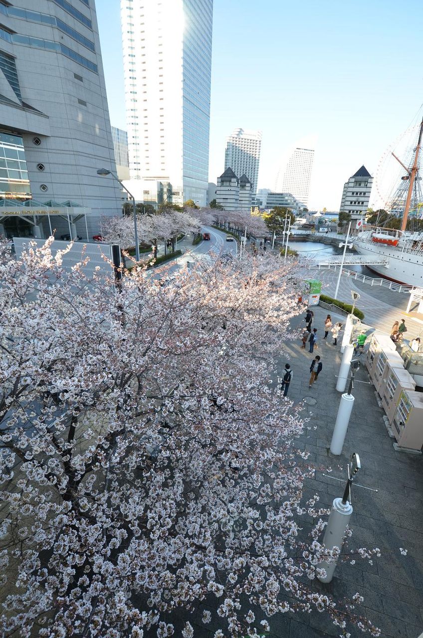 横浜の花見スポット横浜みなとみらい 桜通りの桜 と 汽車道の桜 昨日の自分を越えるために