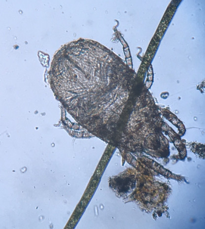 水中の小さな生物を写真にとる Ipadとiphoneで教師の仕事をつくる