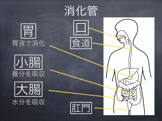体の各部を覚える Ipadとiphoneで教師の仕事をつくる 体の各部を覚える Ipadとiphoneで教師の仕事をつくる