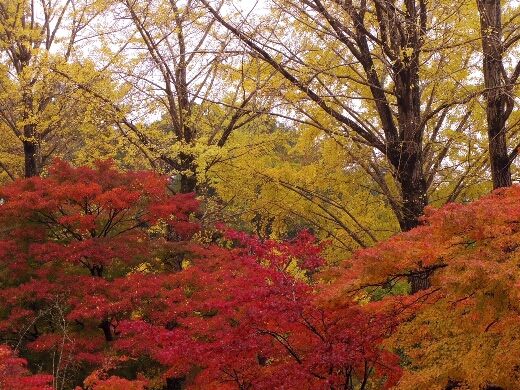 成田山平和大塔周辺の紅葉もいい感じに色づいていましたよ。