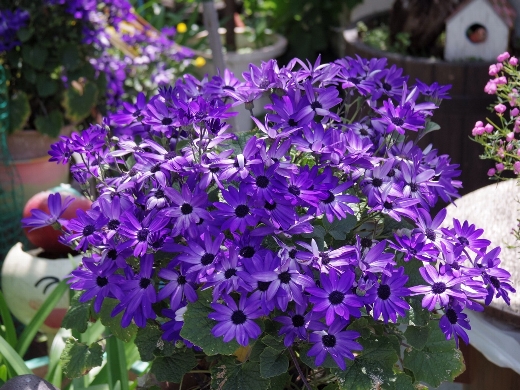 花やしきと言うだけあって、園内には花が沢山!