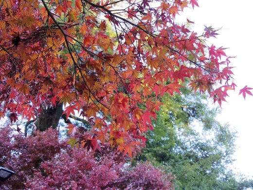 高尾山駅に到着し紅葉狩りを。高尾山駅周辺の紅葉もいい感じに色づいてました。