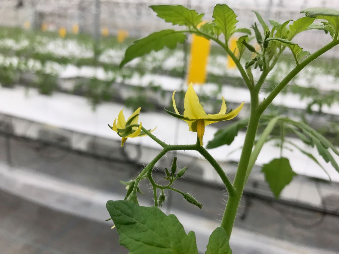 ミニトマト定植後一週間 花芽出現 上里いちご トマト園のblog