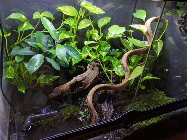 俺のアクアテラリウムを見てくれｗｗｗｗｗｗｗ アクアログ