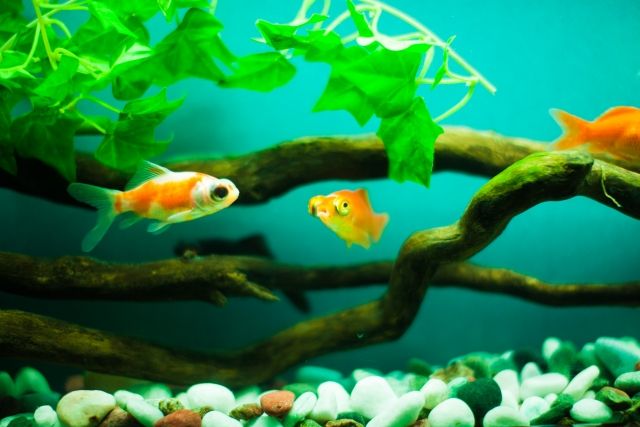 金魚ってなんでそこら辺の川や池で繁殖しないの アクアログ