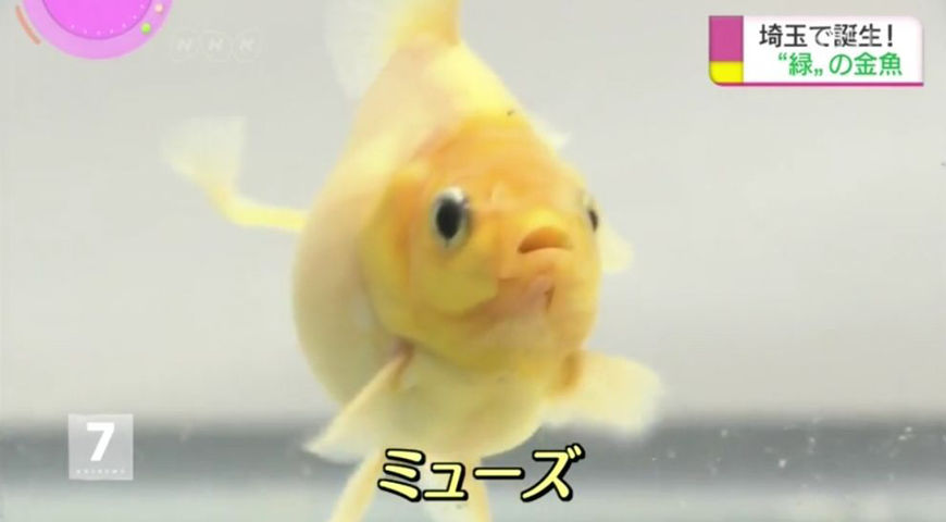 朗報 ついに緑色の金魚が発明される アクアログ 朗報 ついに緑色の金魚が発明される アクアログ