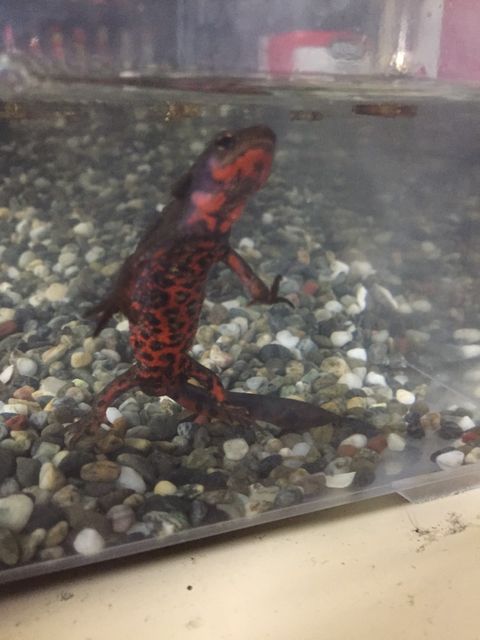アカハライモリ飼育し始めたんだが可愛すぎ アクアログ