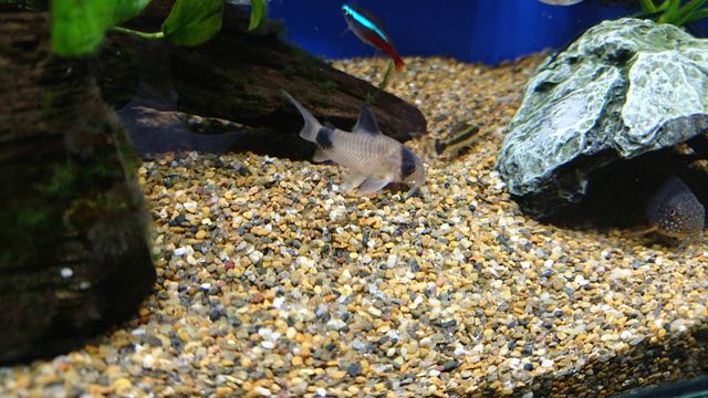 コリドラス用の底砂に津軽砂がおすすめ 田砂と大磯砂の中間サイズ アクアログ コリドラス用の底砂に津軽砂がおすすめ 田砂と大磯砂の中間サイズ アクアログ