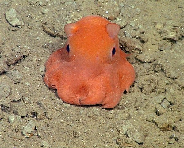 画像あり 意外に可愛い 深海生物 1位クシクラゲ 2位メンダコ 3位ナメダンゴ アクアログ