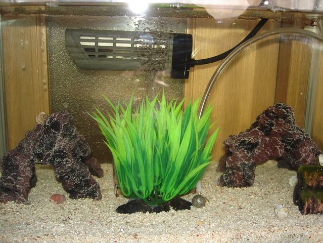 画像あり 飼育しているオカヤドカリが脱皮した アクアログ