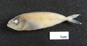aji