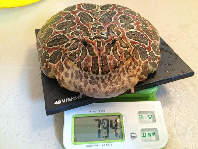 うちのツノガエル可愛いｗｗｗｗｗｗｗｗｗｗｗ アクアログ