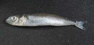 saba