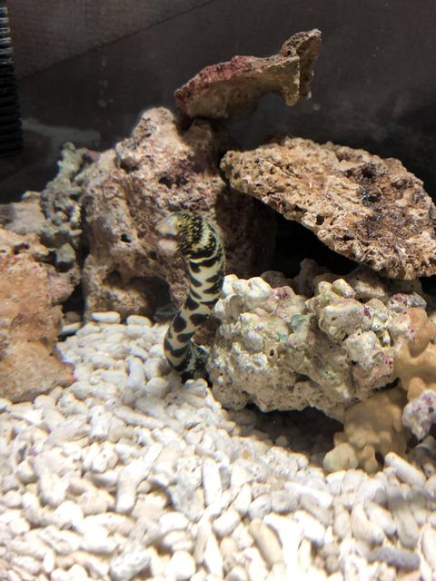 クモウツボなら60cm水槽でも飼えるしオススメ アクアログ