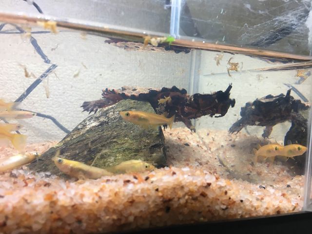 画像あり ワイのカメ水槽 ピカピカになる アクアログ