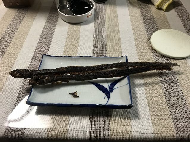 有明海のエイリアン ワラスボ 暇つぶしな生活 有明海のエイリアン ワラスボ 暇つぶしな生活