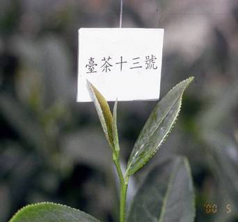 台茶13号