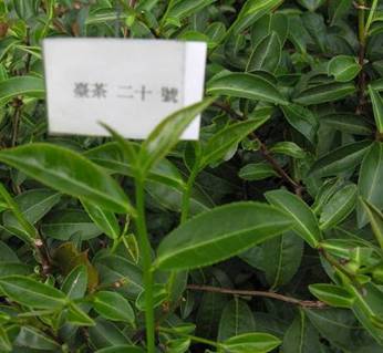 台茶20号