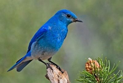 今日は鳥の画像 かんなぎのボヤキ 今日は鳥の画像 かんなぎのボヤキ