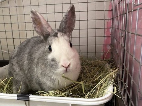 ほほちゃん