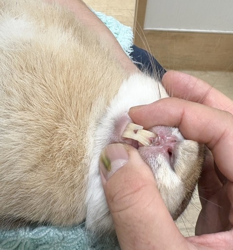 2025-12-06-20-21-29-189