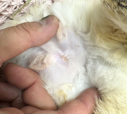 2025-12-06-01-08-58-908