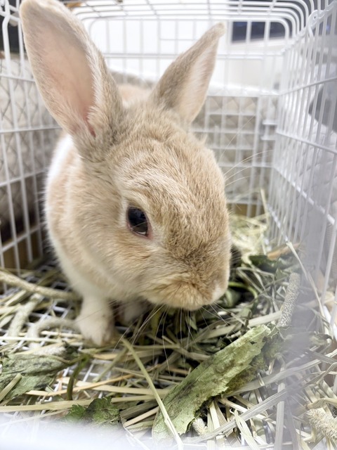 2025-02-03-00-07-43-461