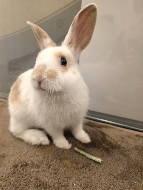 2025-04-16-17-24-22-566