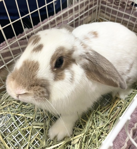 2025-12-06-01-07-29-132