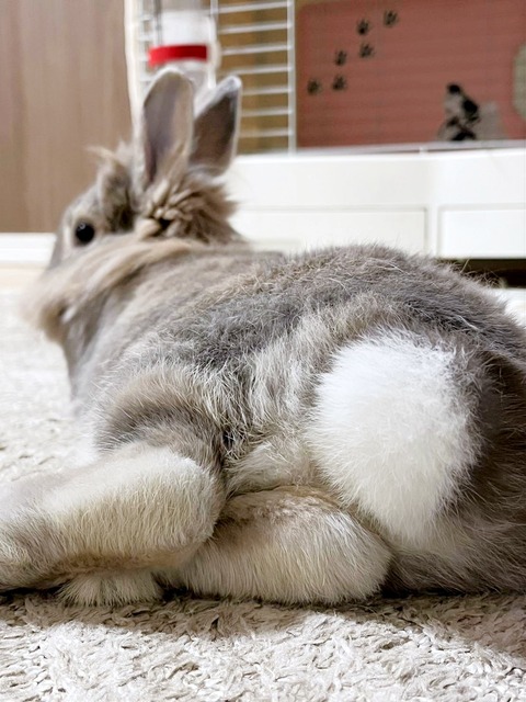 2025-02-03-00-25-14-337