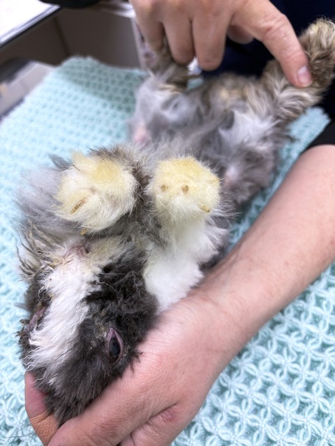 2025-02-03-00-14-18-661